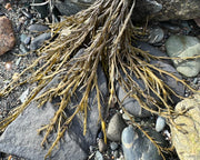 rock weed seaweed