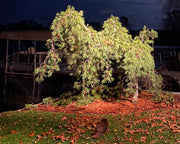 weeping white pine tree