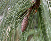 weeping white pine tree pine cone