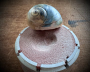 moon snail spiral necklace pendants in sterling silver